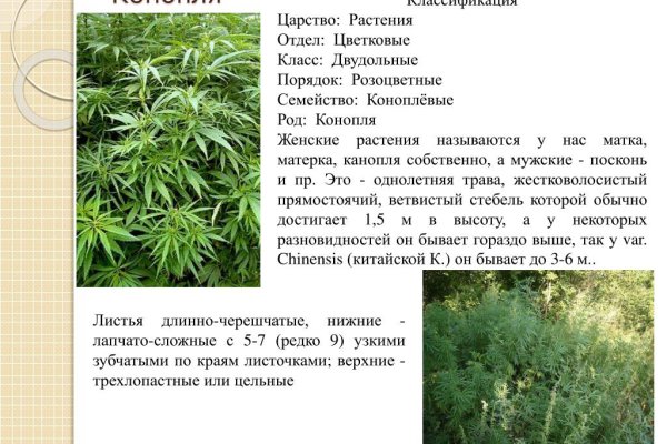 Ссылка на кракен 11