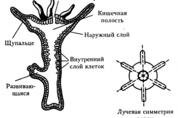 Кракен даркнет площадка