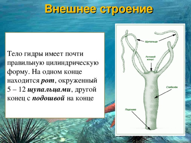 Даркнет сайт скачать